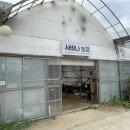 신디농장 | 사바나농장 (서울 최대 규모 아프리카 식물 전문) 방문 후기 - 선인장편
