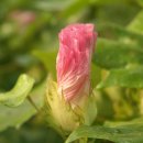 목화(아) 이미지