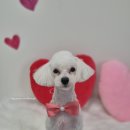 아모르 댕 이미지