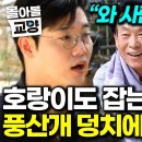 “쇠줄도 끊어요” 커다란 풍산개 포함 수컷 5: 암컷 1 키웠더니 벌어진 일 이미지