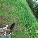 고니미미 이미지