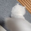 이코그루밍 | 미네랄 스톤이 첨가된 벤토나이트 고양이탈취모래 웰리웰리 웰 샌드