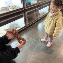 파충류카페 비비안 | 강릉 가볼만한곳 중앙시장 파충류카페 비비안 아이와 체험 다녀온 후기