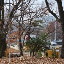 숲속뷰 카페 나인블럭 FARM 고양점, 무화과 샐러드 후기
