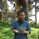 지리산야생삼 이미지