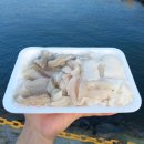 털보민박 | 통영 횟집 추천 중앙시장 맛집 털보활어 회포장후기