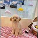 이끌리개 이미지