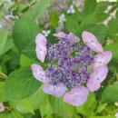 안산-대부-대부-풍도1 이미지