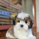 꼬똥켄넬 이미지