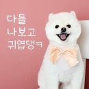 바르다펫 대전점 이미지