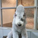 딸기애견미용실 이미지