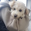 아리엘언니 이미지