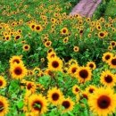 사랑이 넘치는 | 2025 태백 해바라기 축제 완벽 가이드: 구와우 마을부터 교통·숙박·포토존까지!