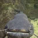 다누리 | 단양 아쿠아리움 후기 다누리아쿠아리움