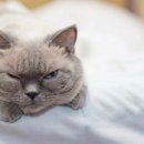 데본냥이 이미지