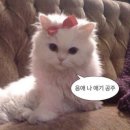 니즈커피 네이버블로그