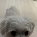 24시 포항 이음동물의료센터 이미지