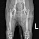 도하동물병원 이미지