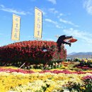 제25회 마산가고파국화축제 11월1일 개막 이미지