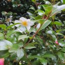 대평딸기 조형물 | 우여곡절...but happy ending?제주 여행기(2)