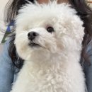 써니네 | 서울 홍대 써니네 애견카페 솔직 방문후기