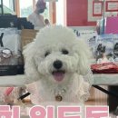 (주)위드독 이미지