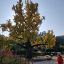 임고서원의 은행나무 이미지