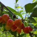 복주농장 이미지