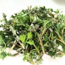 고부천 | 전북 정읍 쑥, 동학농민군의 약초밥상에서 이어진 향기로운 전통