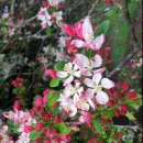 전설의참치 이미지