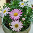 매화시장 이미지