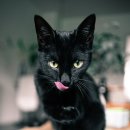 검은고양이 이미지