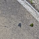 평창쁘띠빌리지 이미지