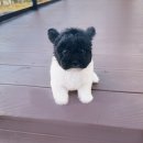 예성메디칼 | 강아지분양 이제는 기준이 바뀌어야 합니다 창원 반려인들이 헬스독창원점을 '현명한 선택'이라 부르는...