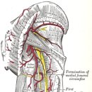 대퇴동맥과 슬와동맥 이미지