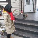 코코애견펜션 이미지