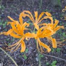 진노랑 상사화 씨앗 (2차나눔) 이미지