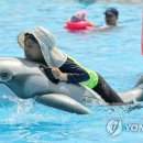 잠원야외수영장 이미지