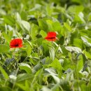 광주스마일행정사사무소 이미지