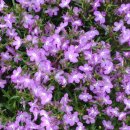 로벨리아(lobelia) 이미지