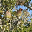 [Bird Watching] 새 보는거 좋아하시나요? 오스틴 Top Bird Watching 장소 정보 펌 이미지