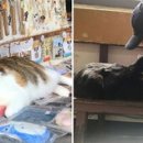 고양이 마을 이미지