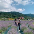 라벤더포차 이미지