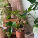 증평꽃집 이미지