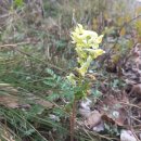 자진뱅이길 이미지