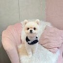 개이쁘댕 이미지