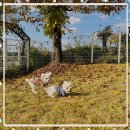 오늘도 댕댕이 이미지