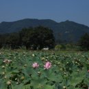 상주 공검지 이미지