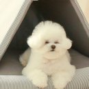 강아지집 이미지