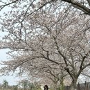 제주농업기술센터 | [제주/제주시] 제주도 벚꽃 명소 : 제주농업기술센터🌸